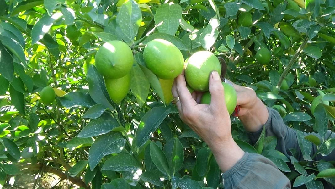 Mersin'de hasadı başladı: Kilosu 8 liraya satılıyor 6